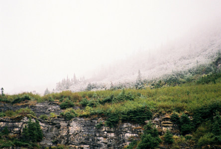 [A section of green trees and grass meet trees and shrubbery coated with white. The entire upper left of the image is completely white due to the snow coming down.]